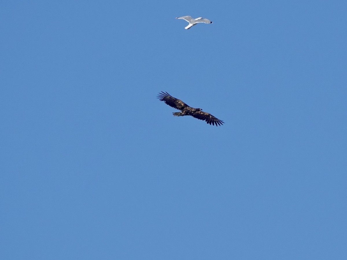 White-tailed Eagle - ML620162343