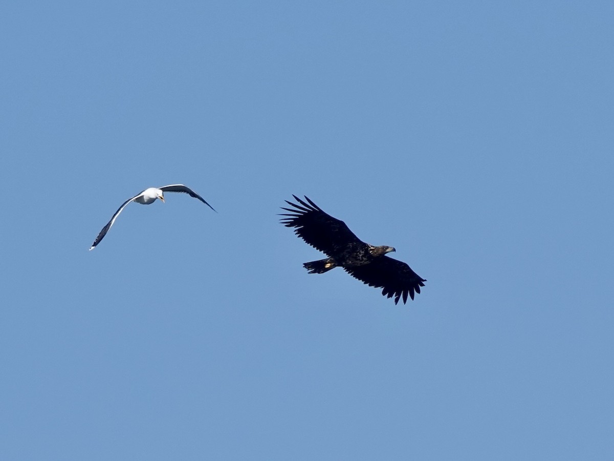 White-tailed Eagle - ML620162344
