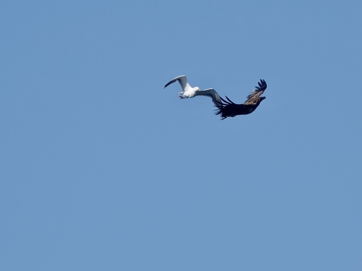 White-tailed Eagle - ML620162346
