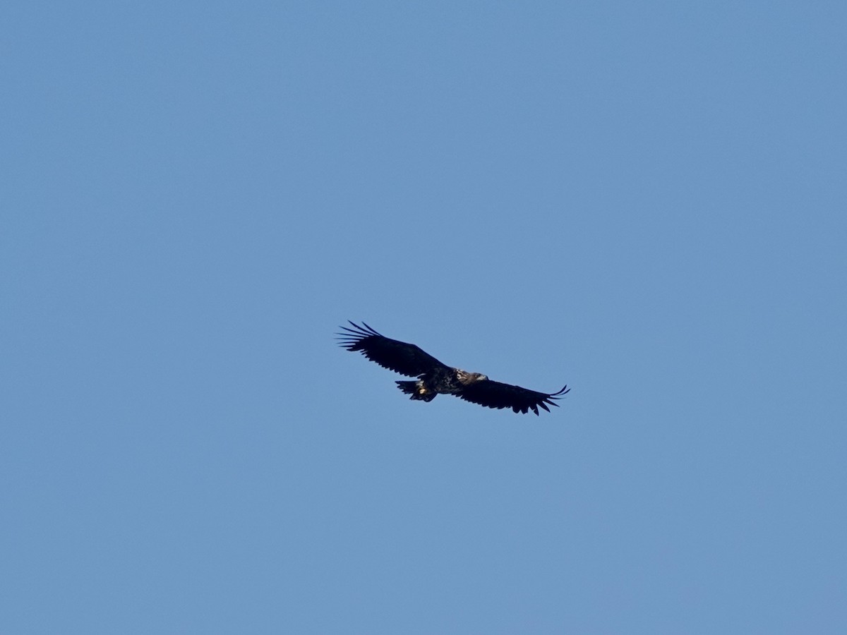 White-tailed Eagle - ML620162347