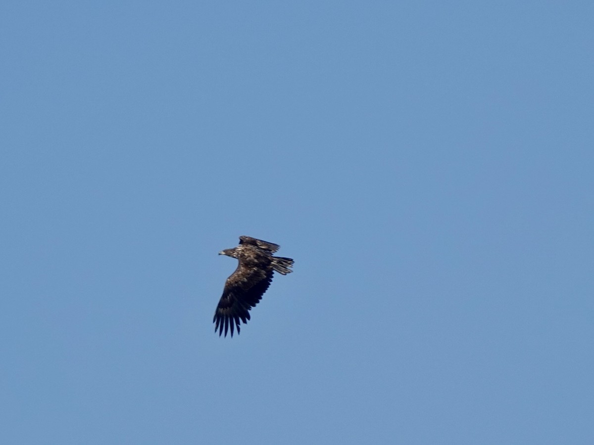 White-tailed Eagle - ML620162348