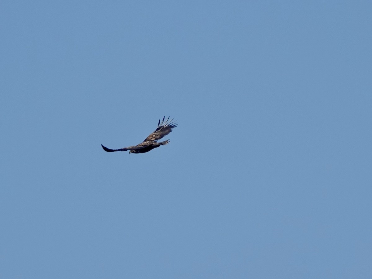 White-tailed Eagle - ML620162349