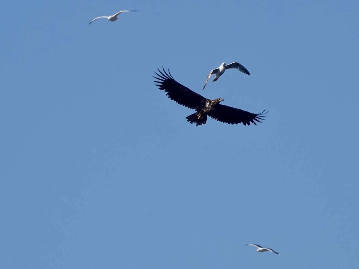 White-tailed Eagle - ML620162351