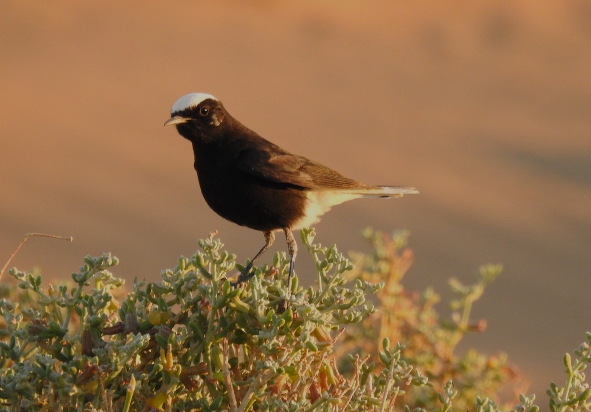 White-crowned Wheatear - ML620162358