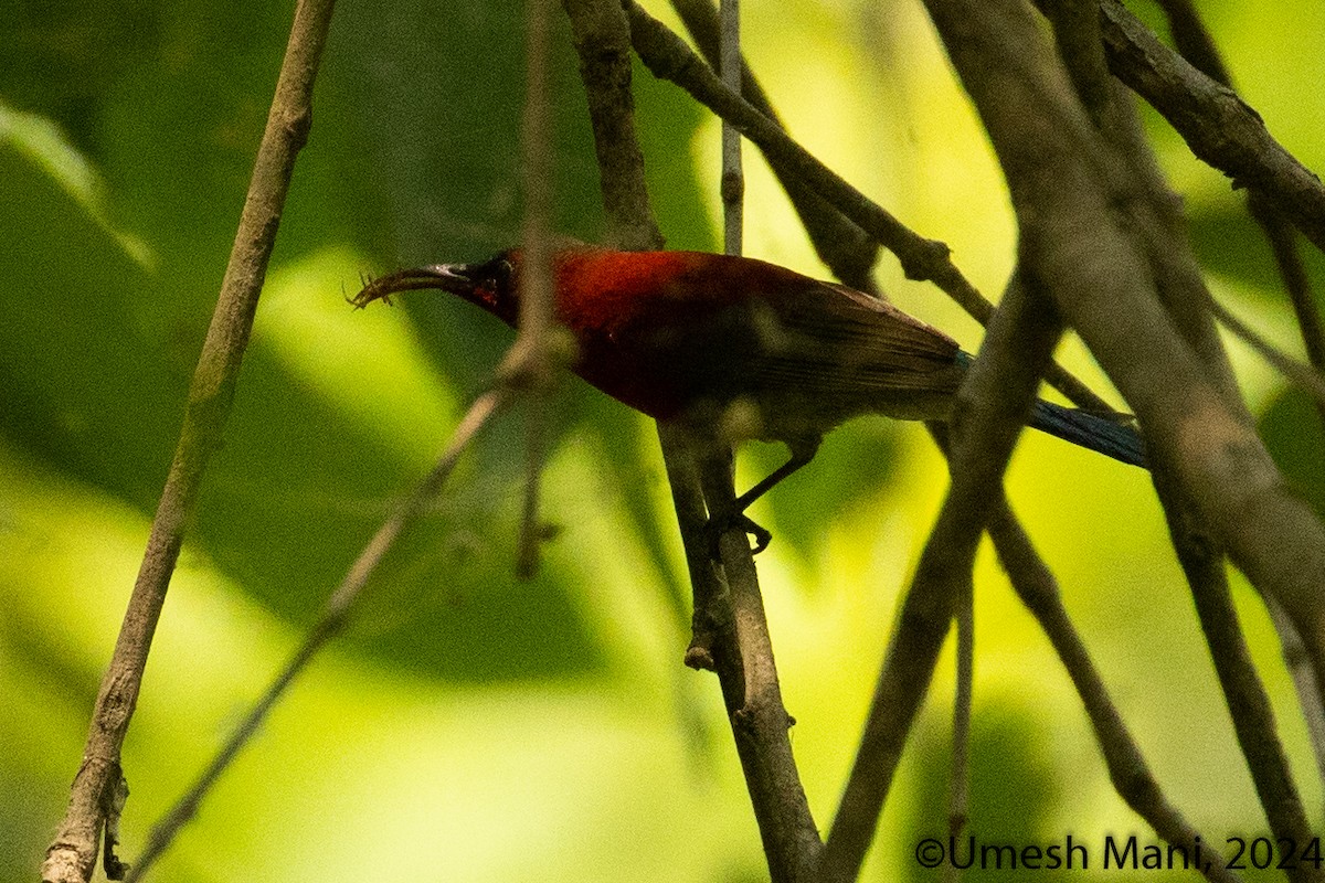 Crimson Sunbird - ML620162362