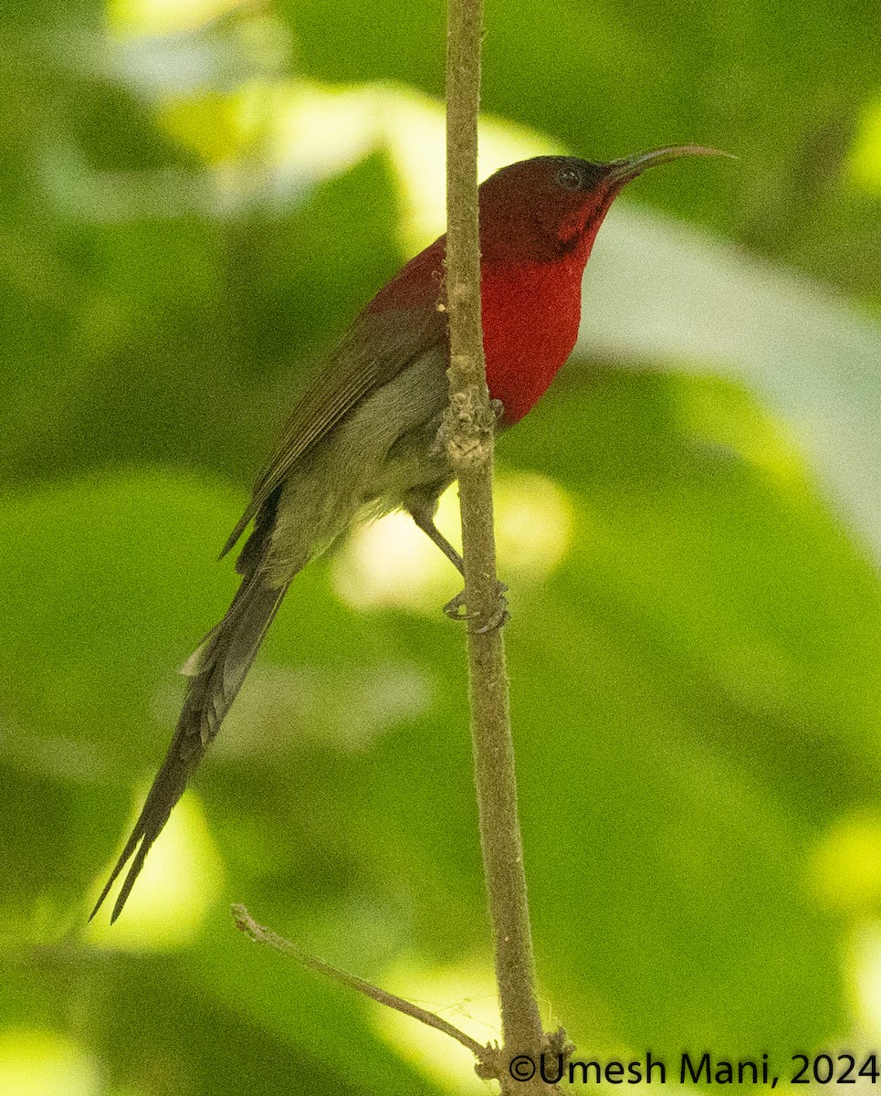 Crimson Sunbird - ML620162364
