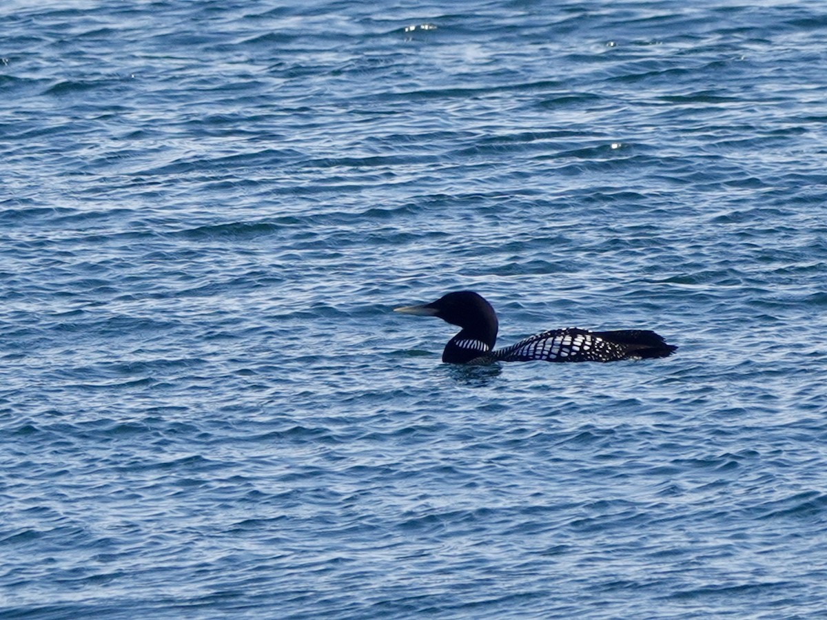 Plongeon à bec blanc - ML620162369