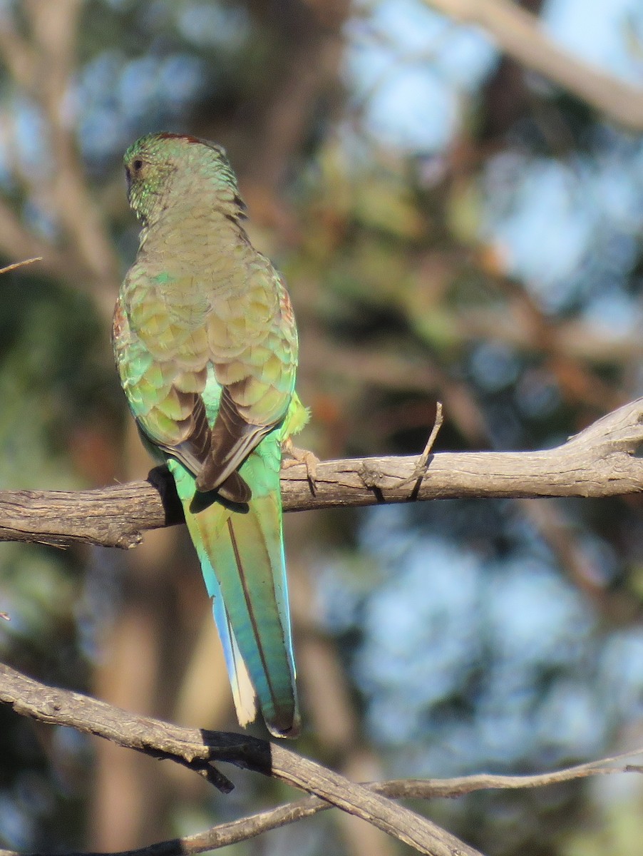Разноцветный попугайчик - ML620162434