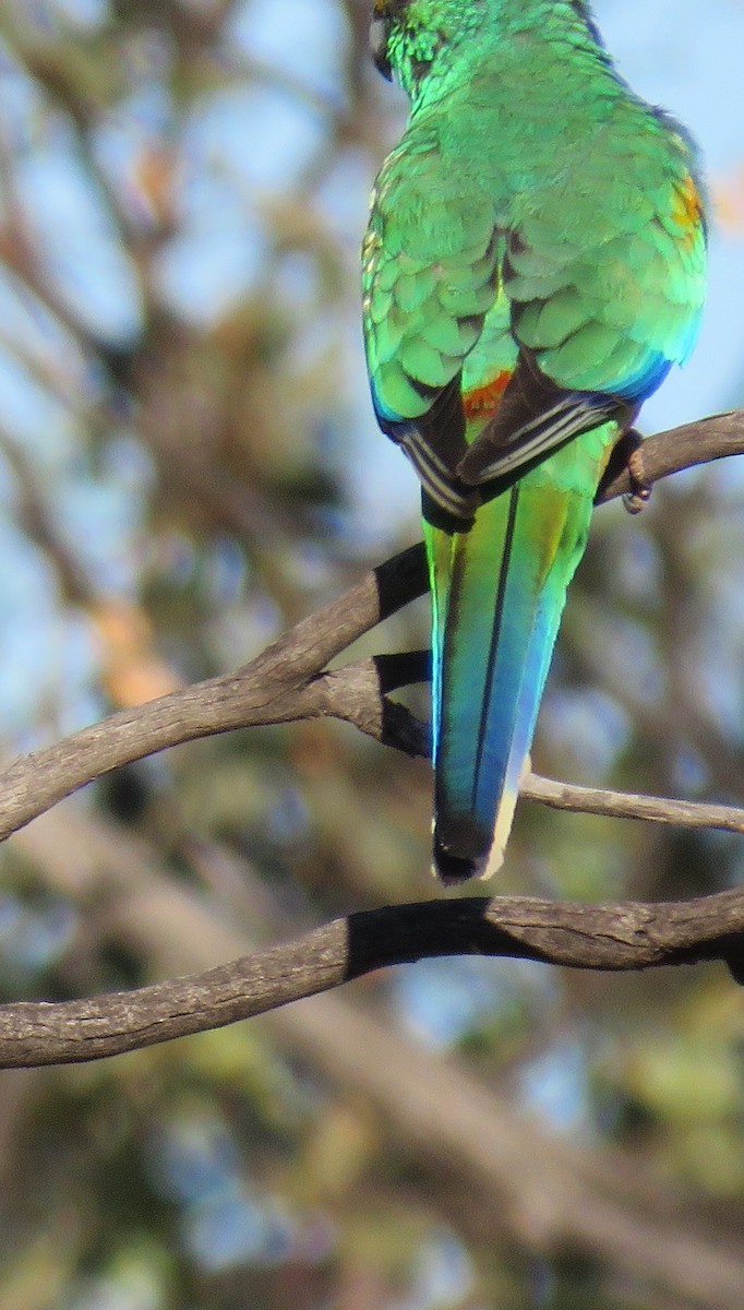 Разноцветный попугайчик - ML620162441