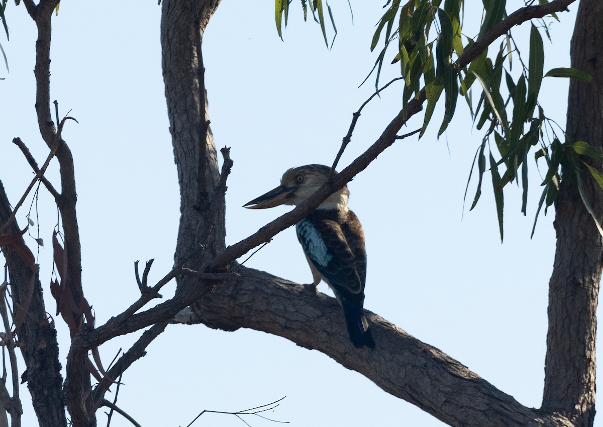 Blue-winged Kookaburra - ML620162451