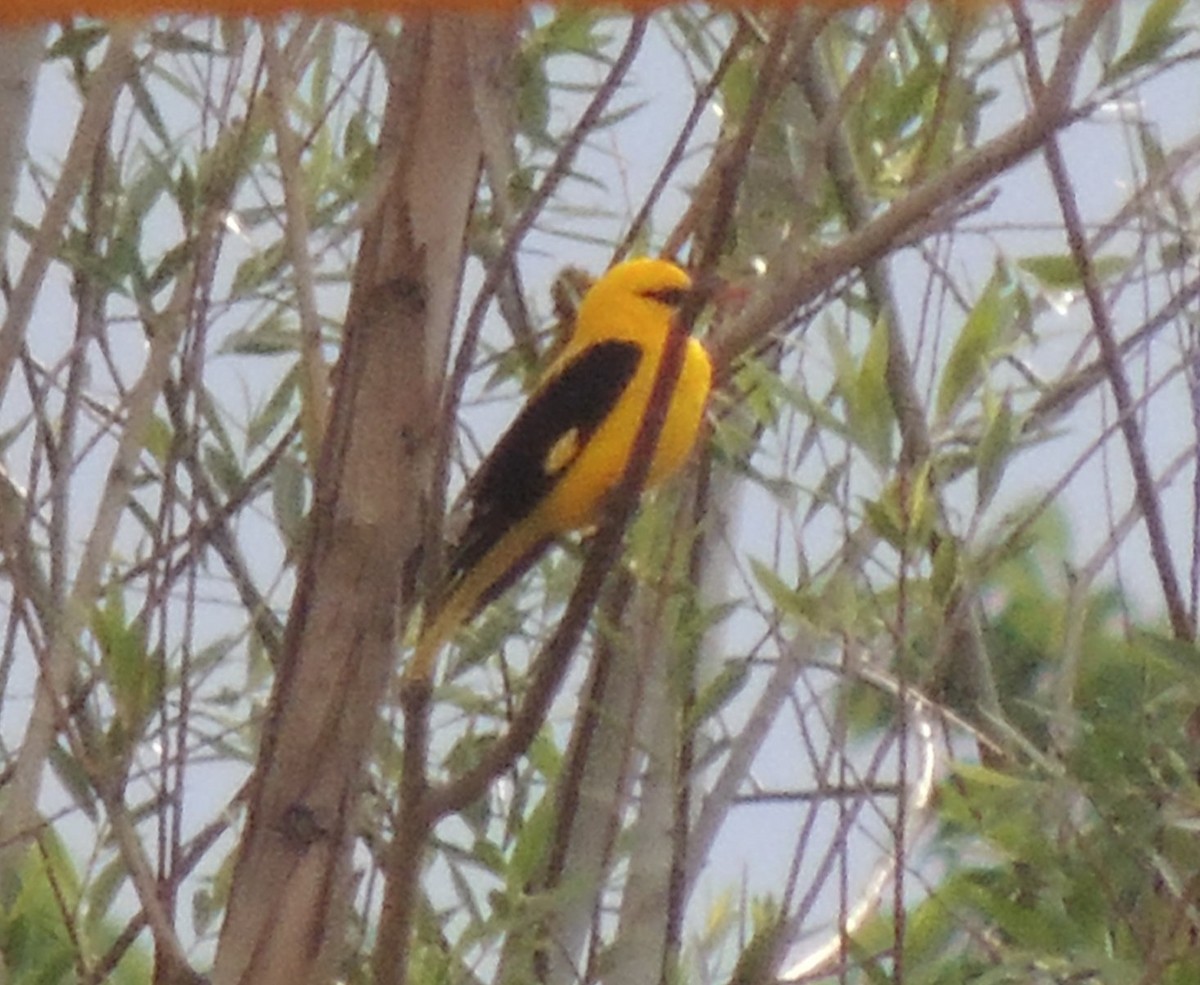 Indian Golden Oriole - ML620162454