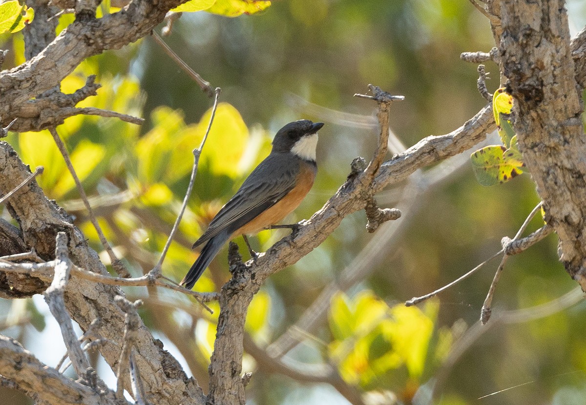 Rufous Whistler - ML620162470