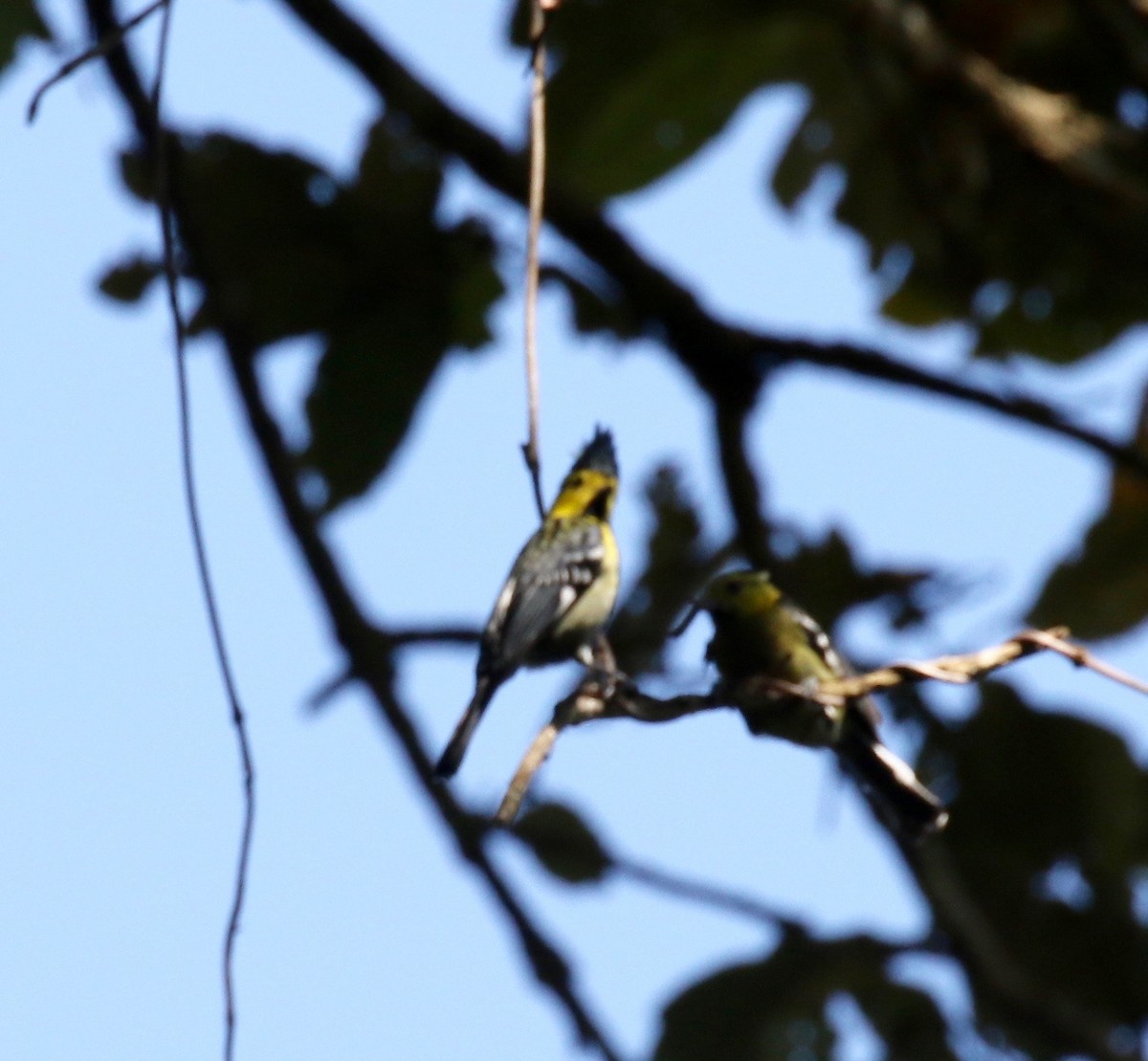 Yellow-cheeked Tit - ML620162480