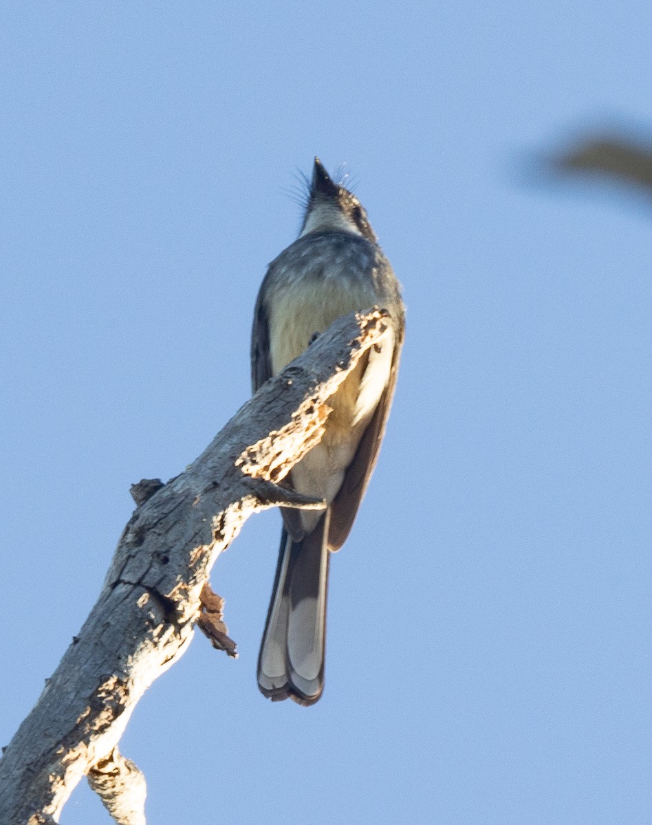 Northern Fantail (Northern) - ML620162481