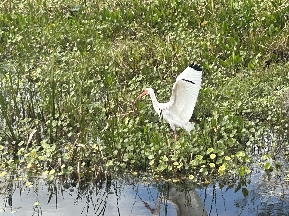 Ibis blanc - ML620162491