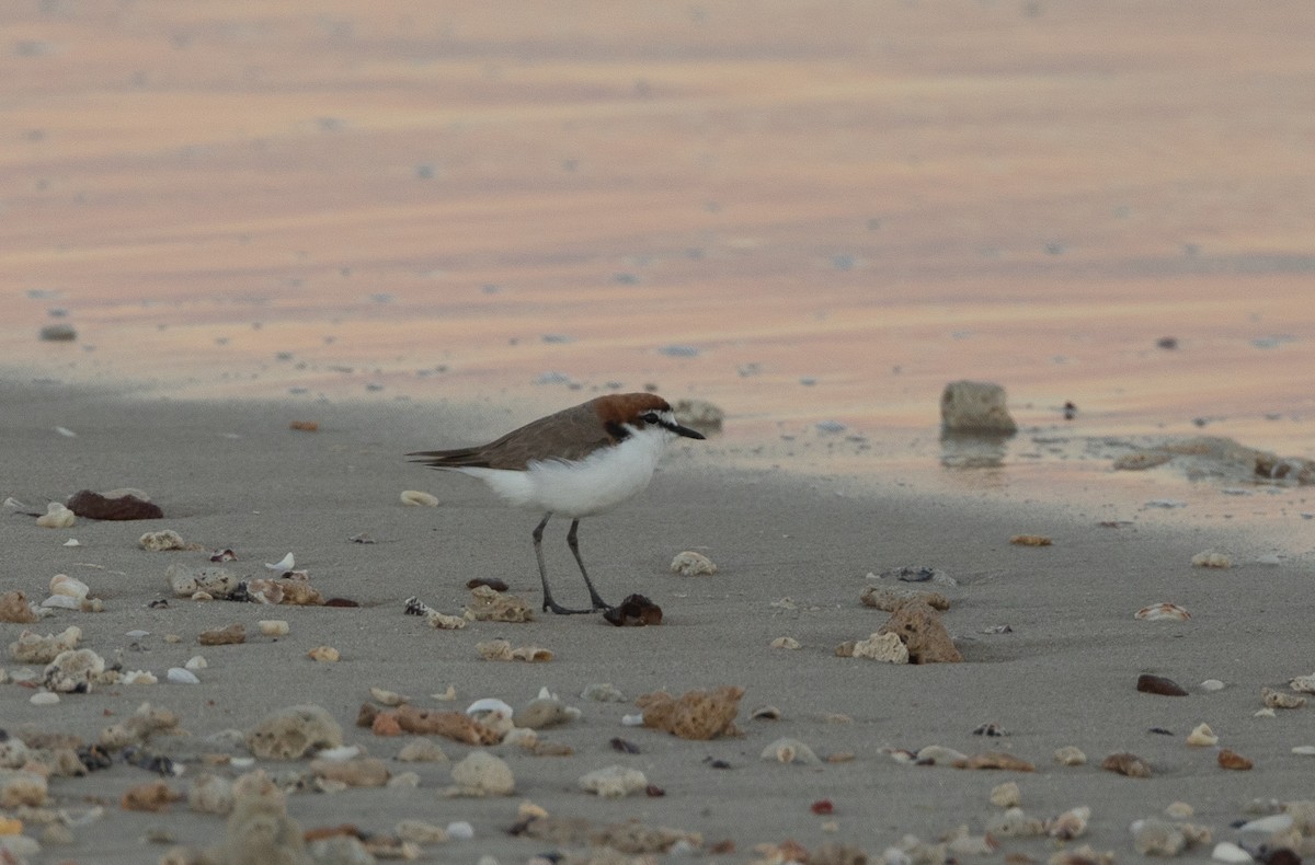 Red-capped Plover - ML620162493