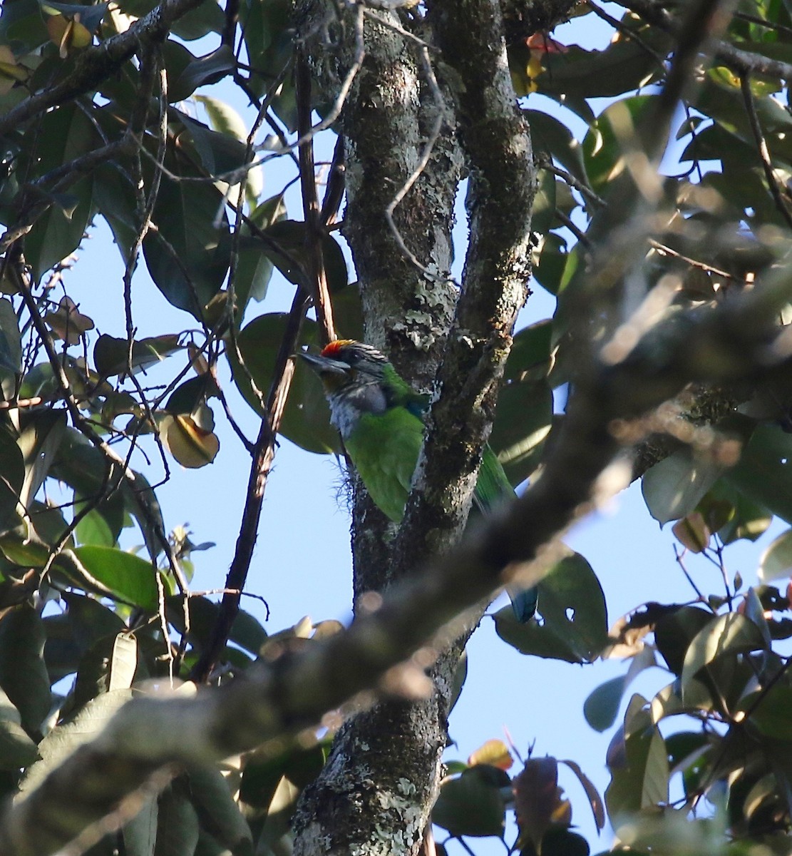 barbet žlutohrdlý (ssp. ramsayi) - ML620162503