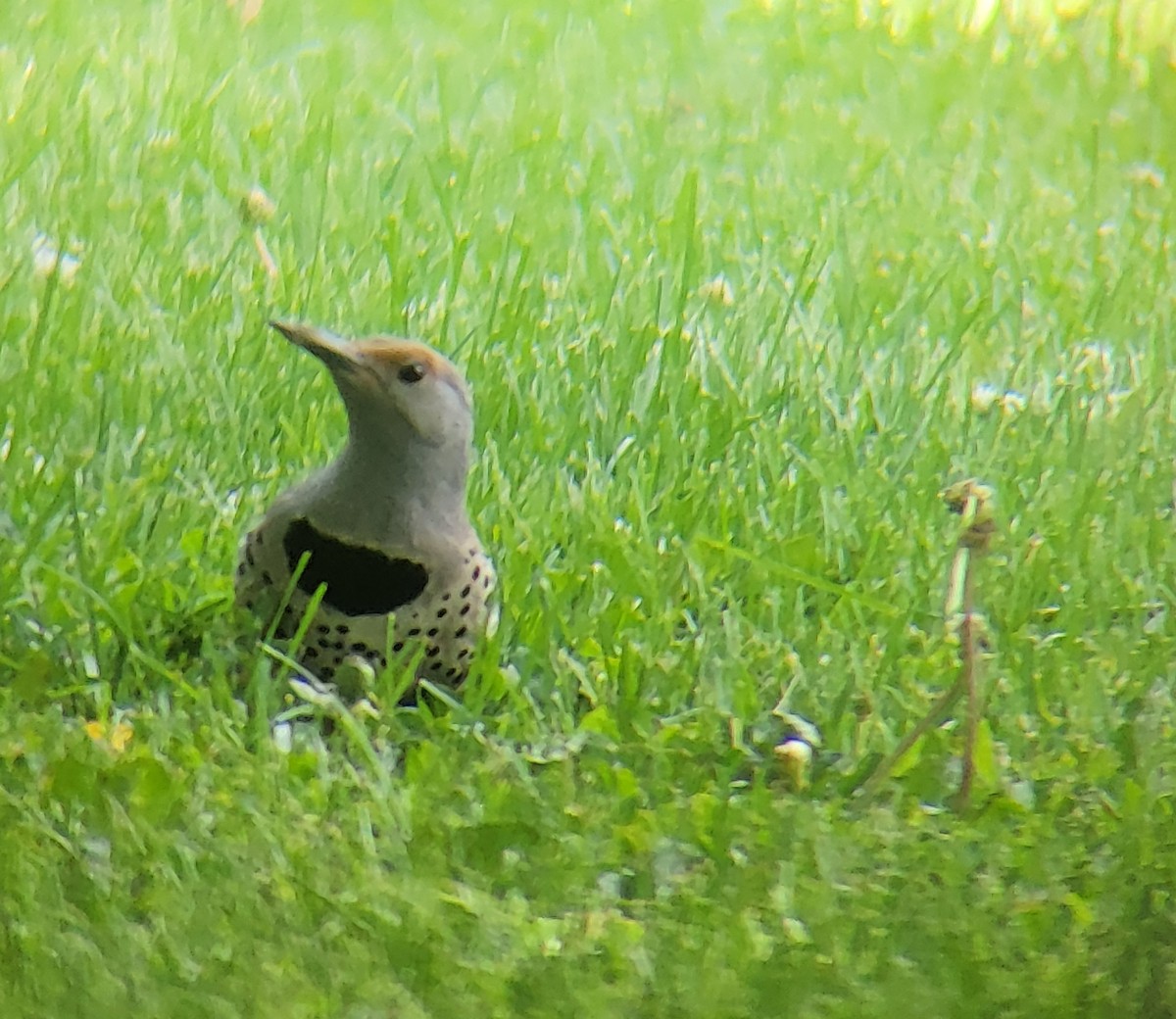 Northern Flicker - ML620162506