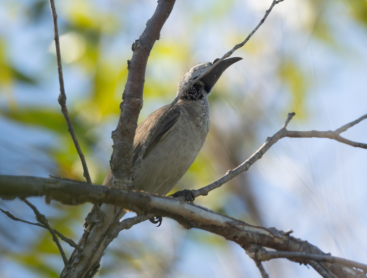 Silver-crowned Friarbird - ML620162507