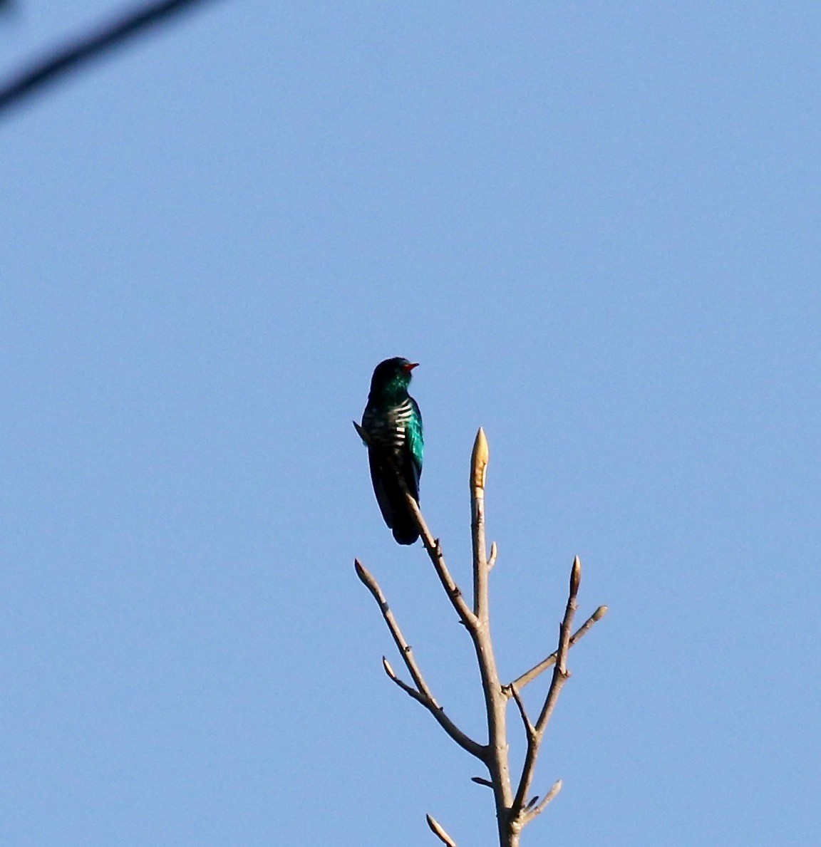 Asian Emerald Cuckoo - ML620162508