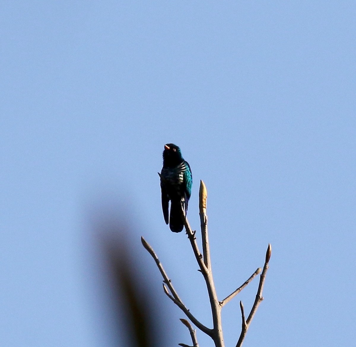 Asian Emerald Cuckoo - ML620162509