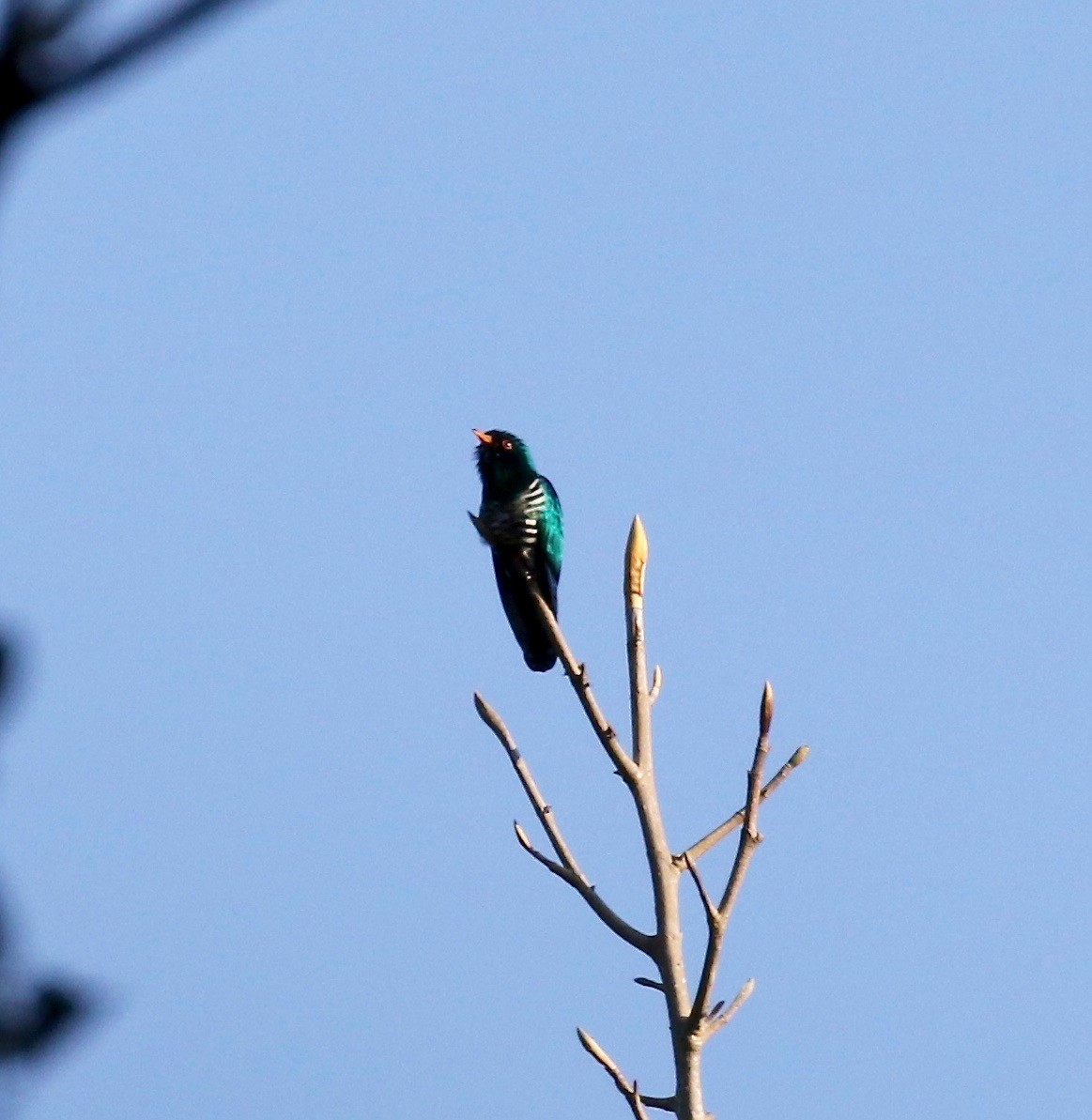 Asian Emerald Cuckoo - ML620162510