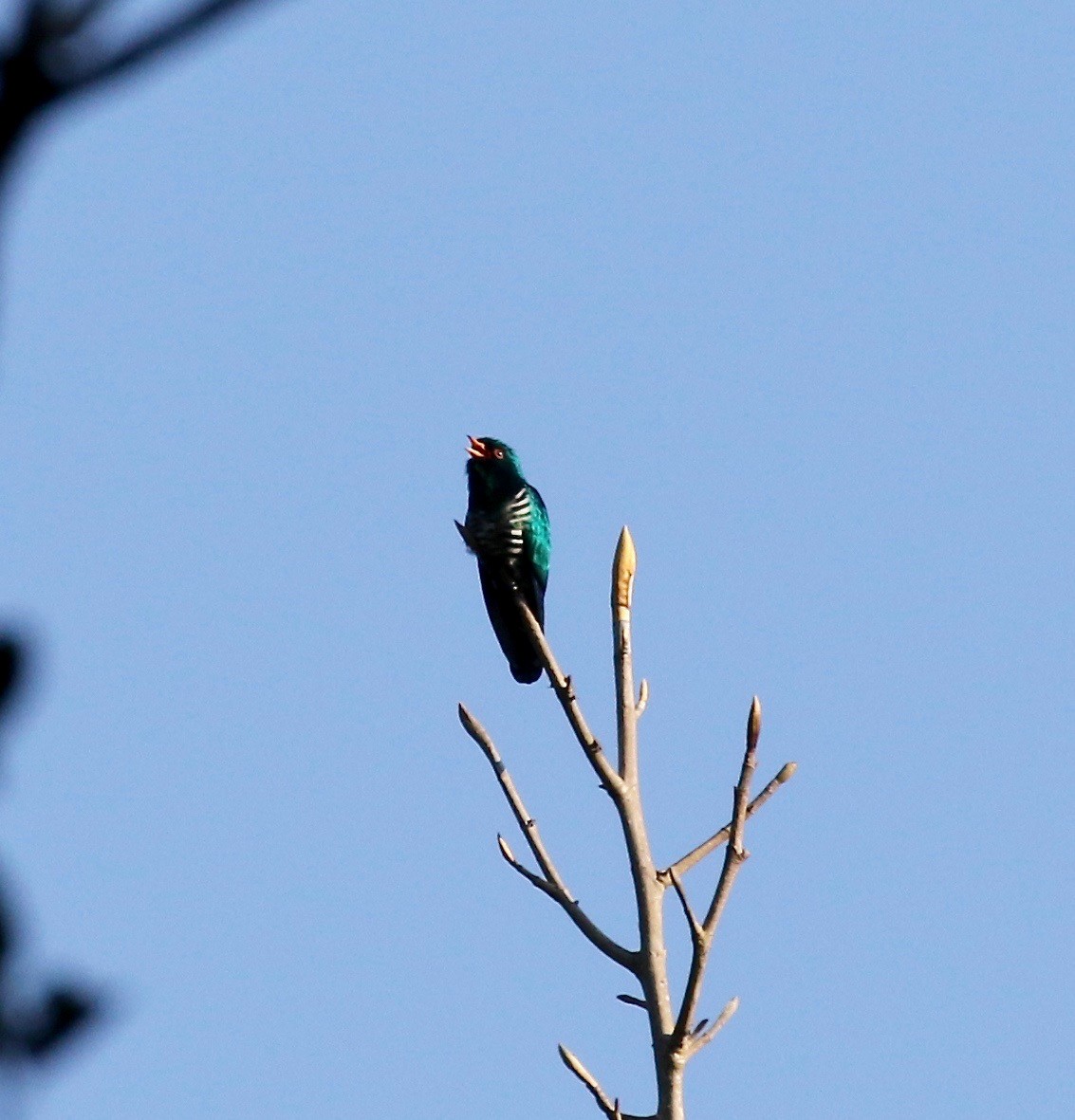 Asian Emerald Cuckoo - ML620162511