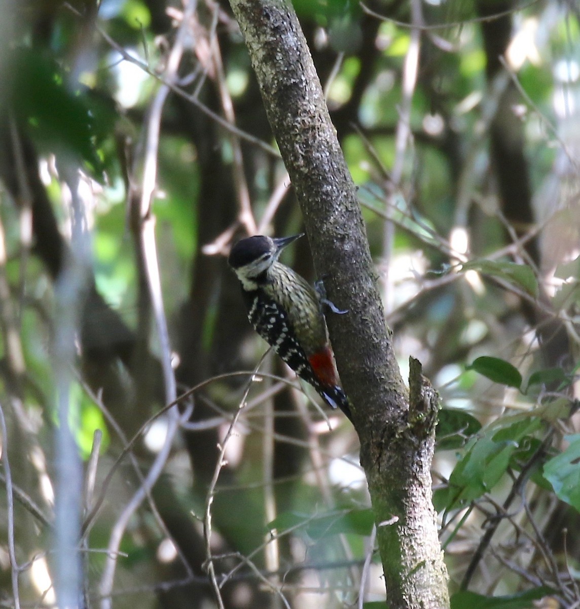 Stripe-breasted Woodpecker - ML620162516
