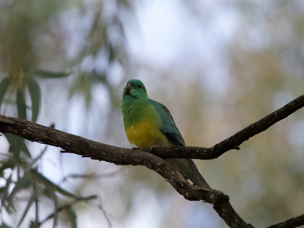 Red-rumped Parrot - ML620162517