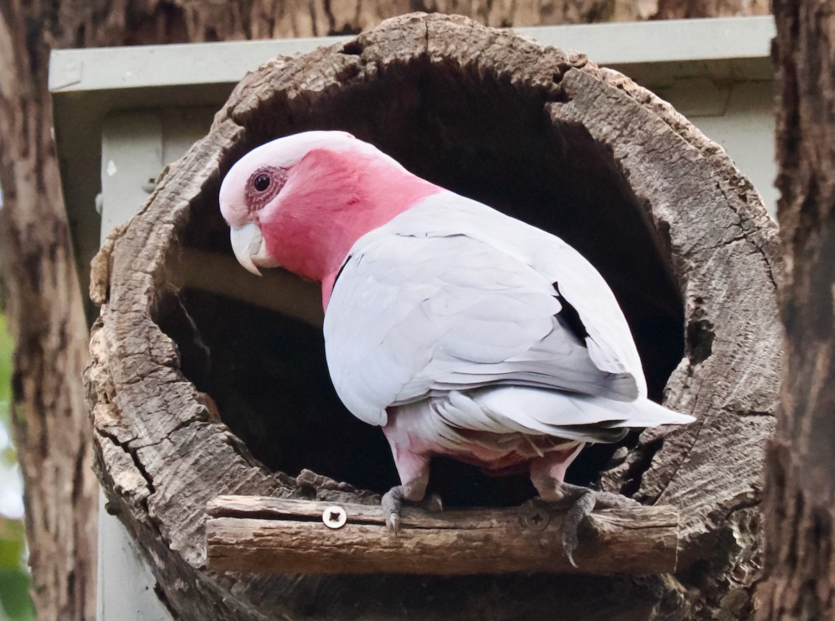 kakadu růžový - ML620162518