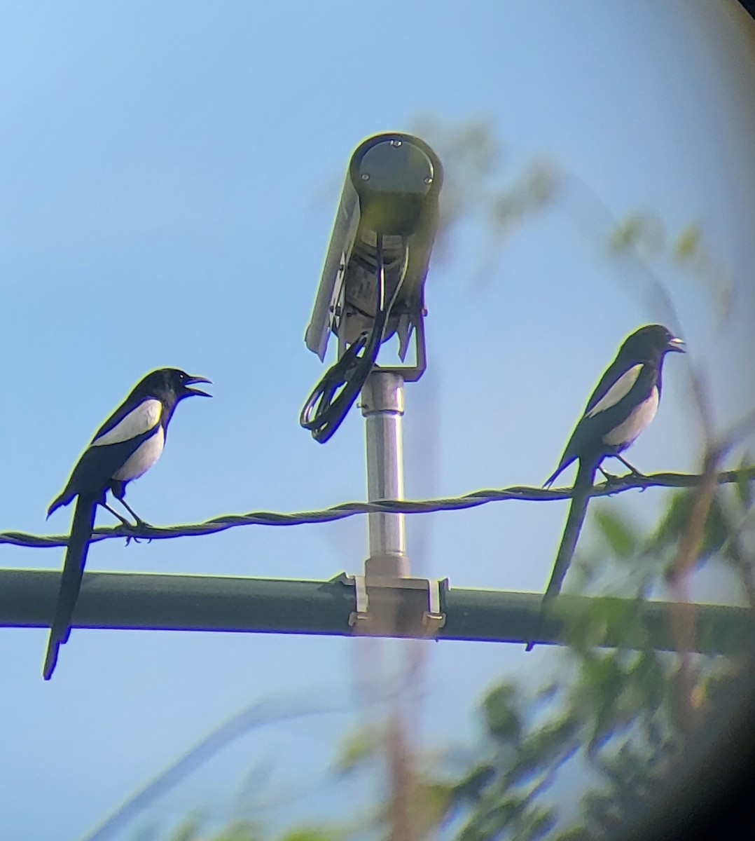 Black-billed Magpie - ML620162524