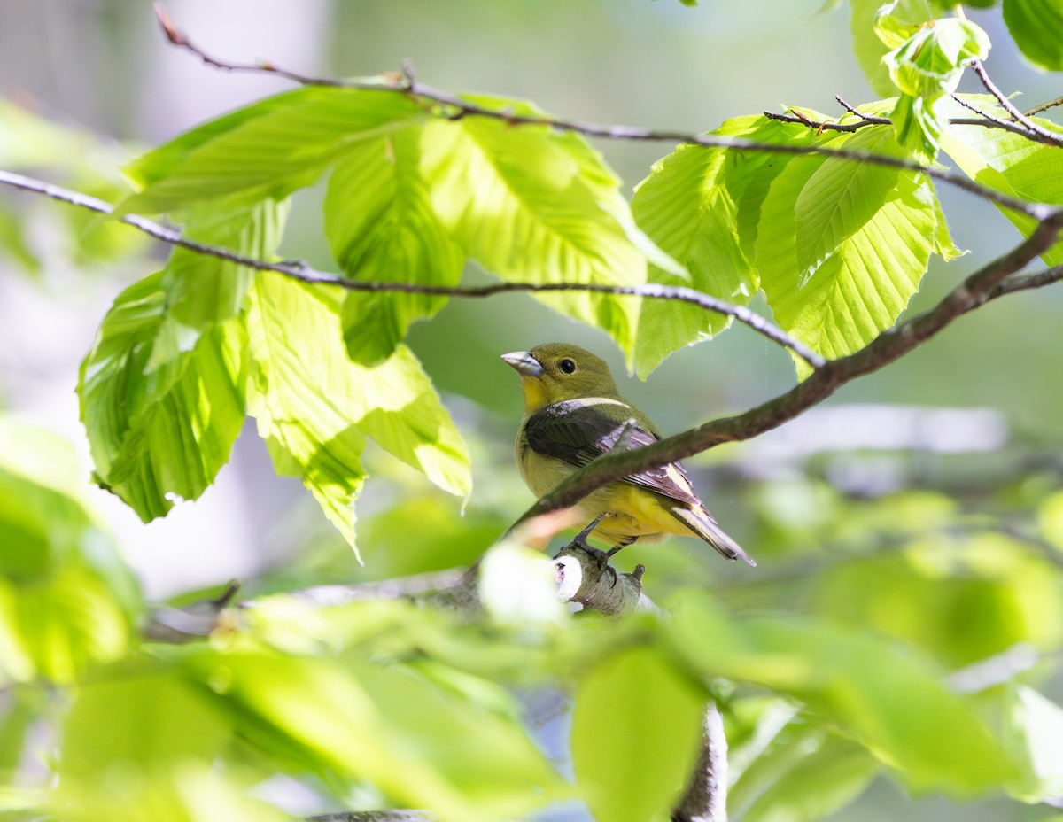 Scarlet Tanager - ML620162536