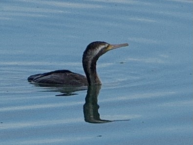 Cormorán Totinegro - ML620162547