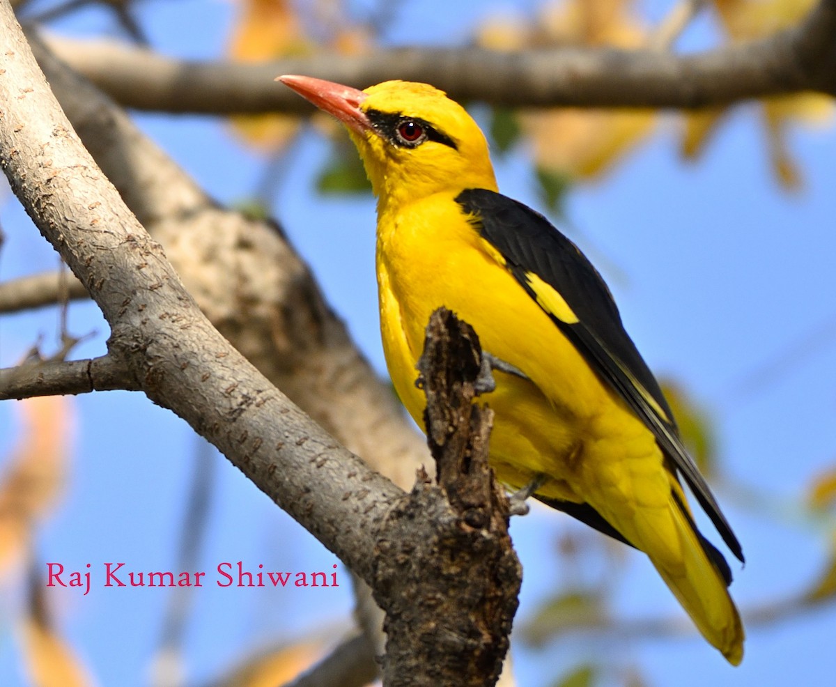 Indian Golden Oriole - ML620162562