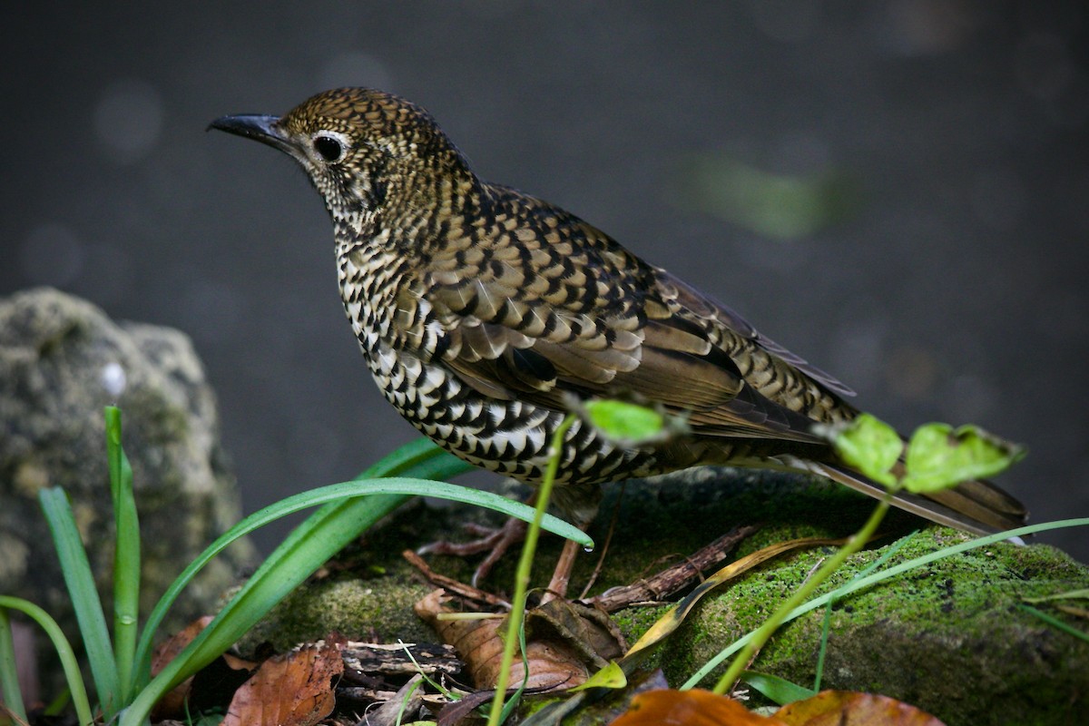 Bassian Thrush - ML620162564