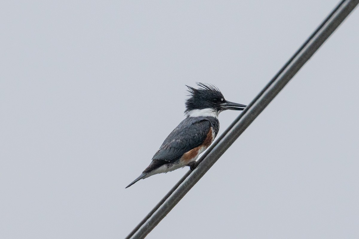Belted Kingfisher - ML620162566