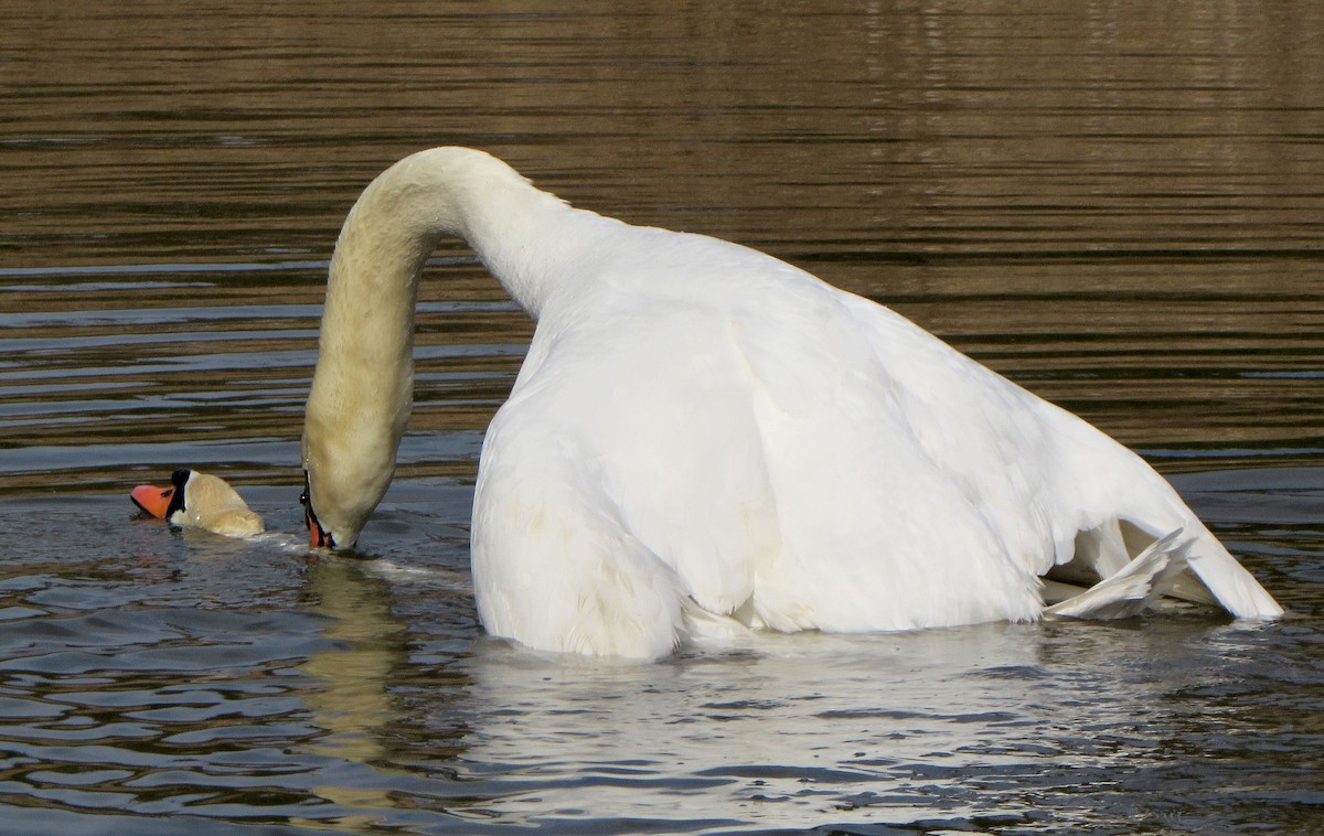 Mute Swan - ML620162569