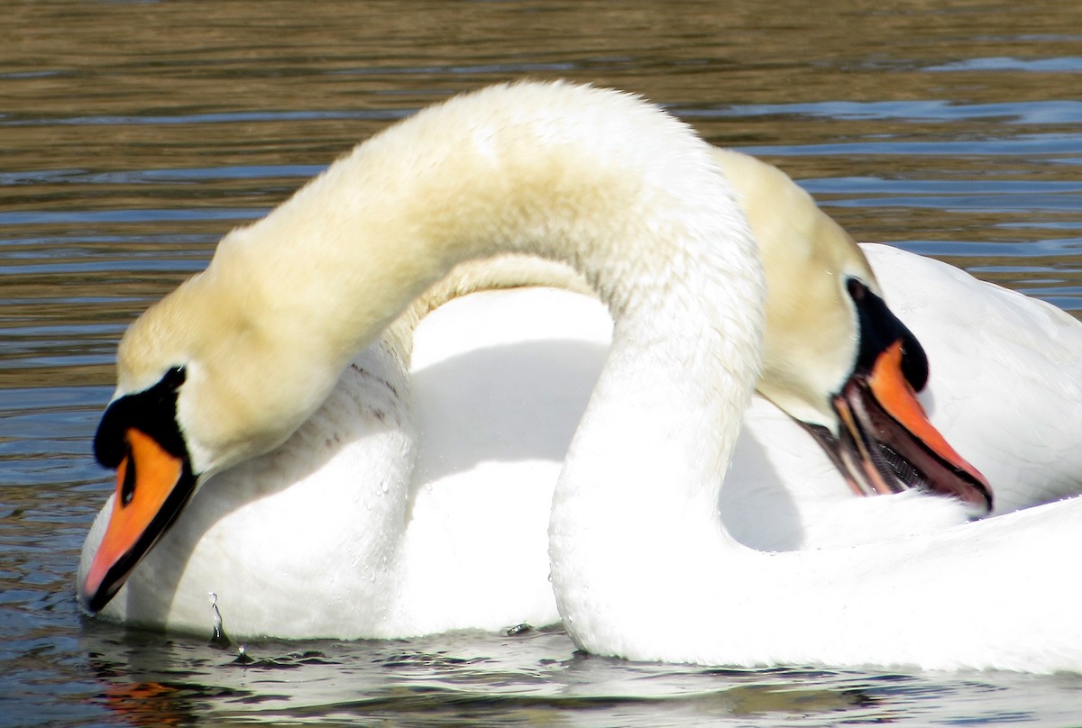 Mute Swan - ML620162571