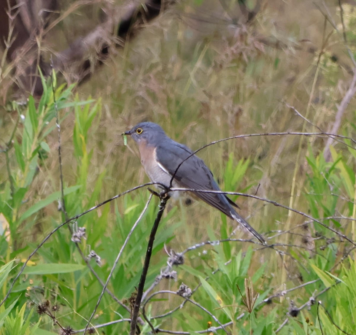 Fan-tailed Cuckoo - ML620162586