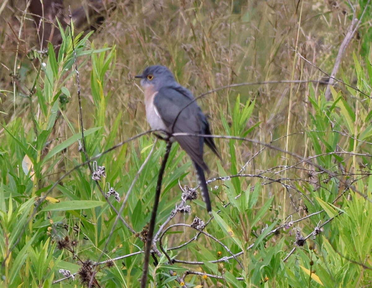 Fan-tailed Cuckoo - ML620162587