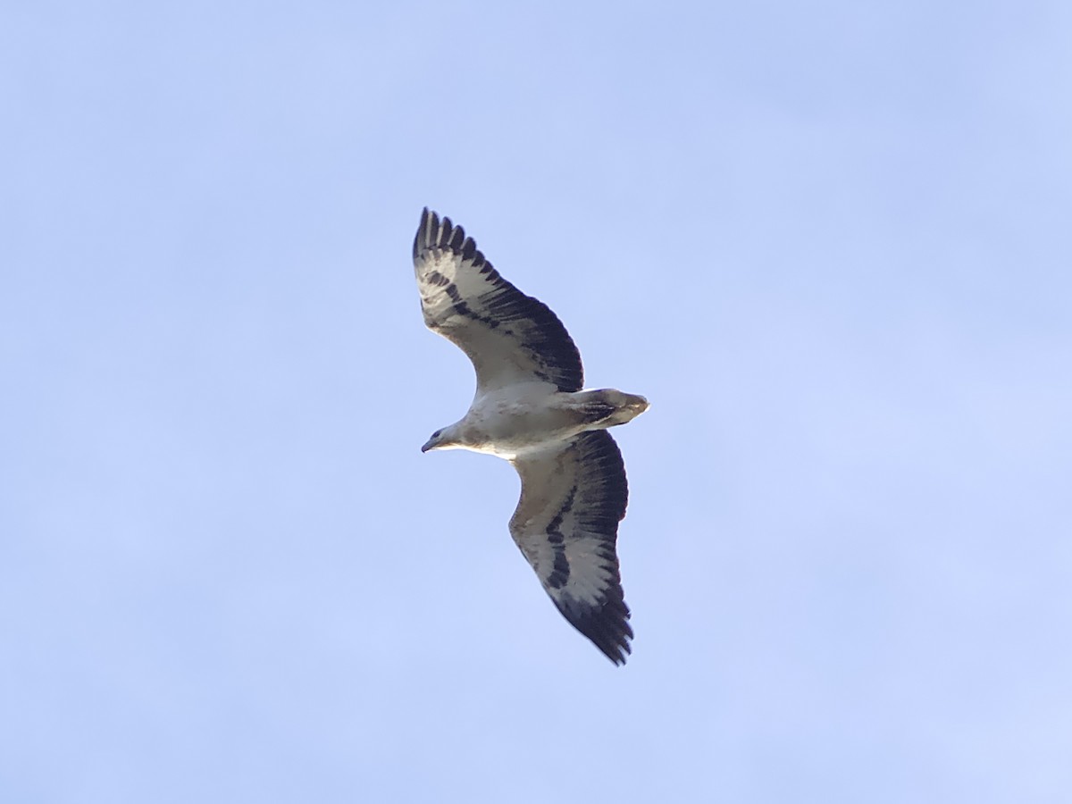 Weißbauch-Seeadler - ML620162593