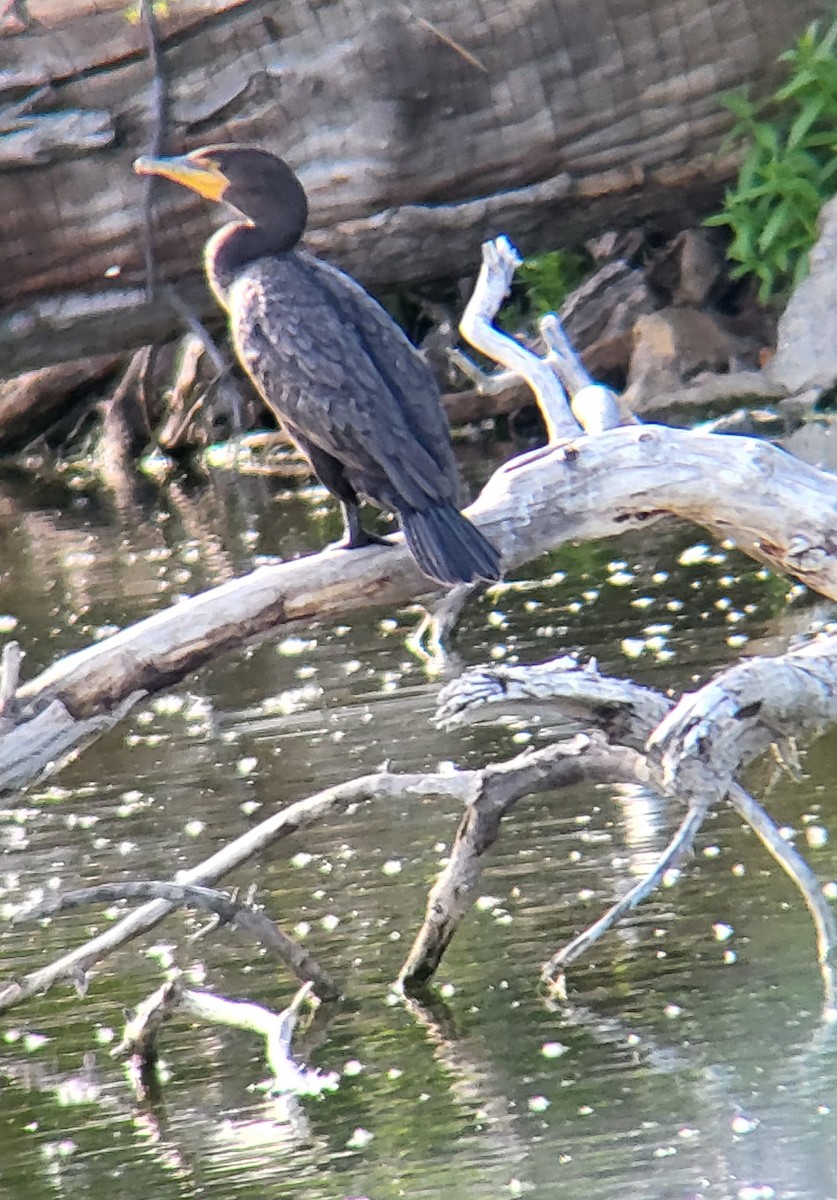 Double-crested Cormorant - ML620162594