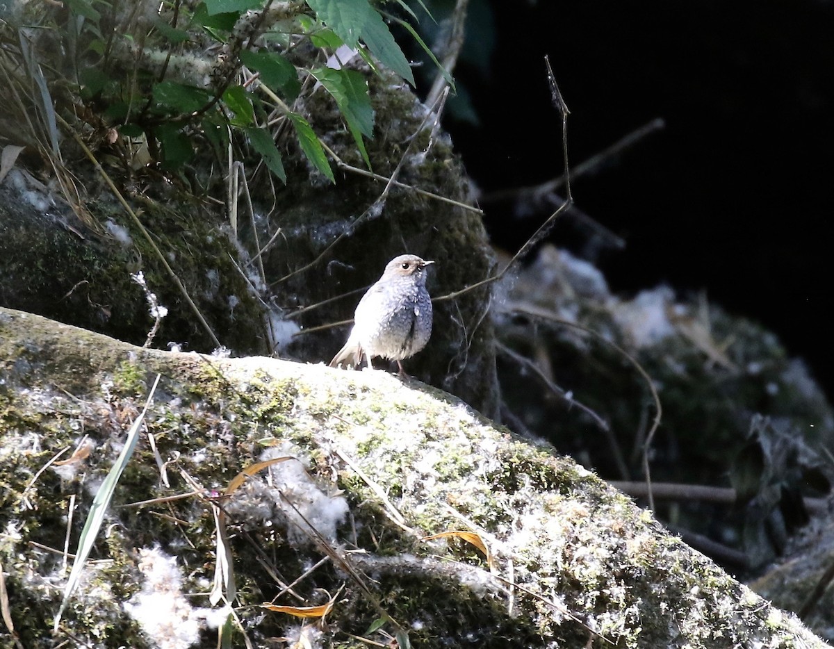 Plumbeous Redstart - ML620162598