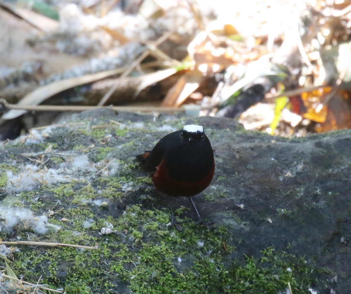 White-capped Redstart - ML620162601