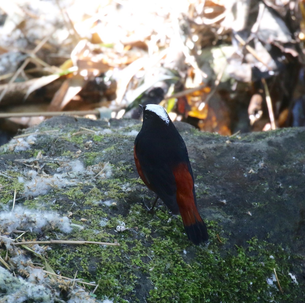 White-capped Redstart - ML620162603