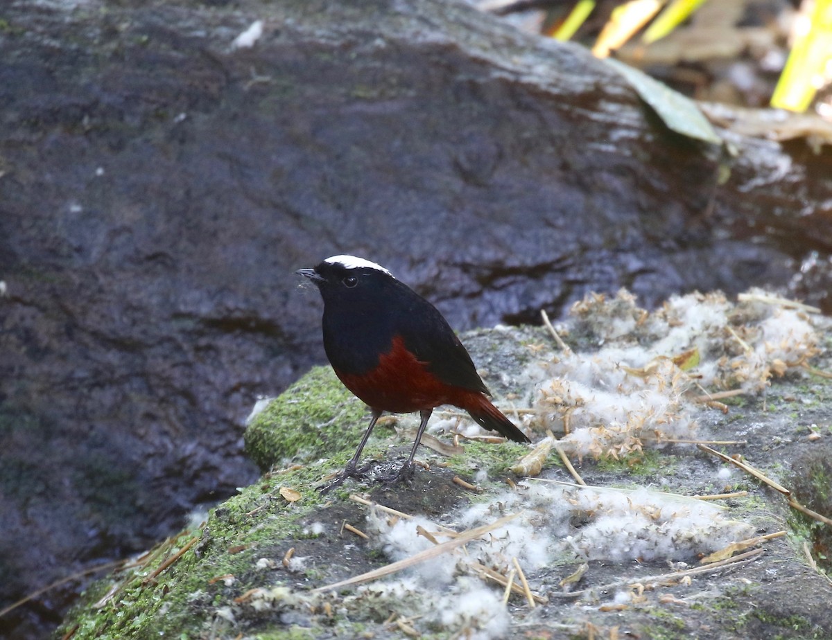 White-capped Redstart - ML620162604