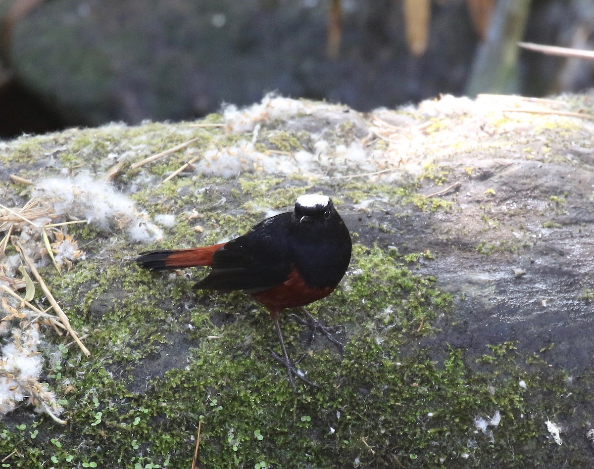 White-capped Redstart - ML620162610