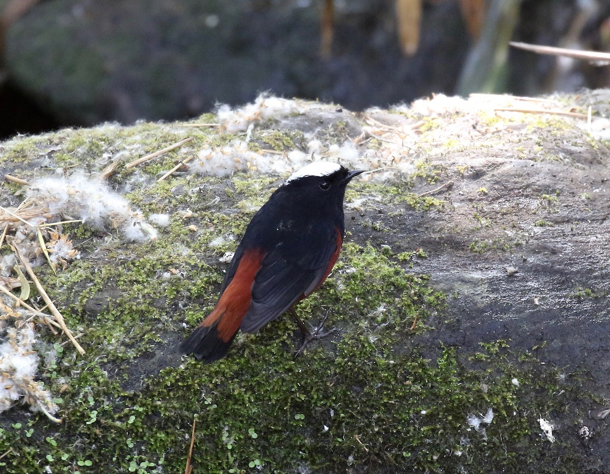 White-capped Redstart - ML620162612