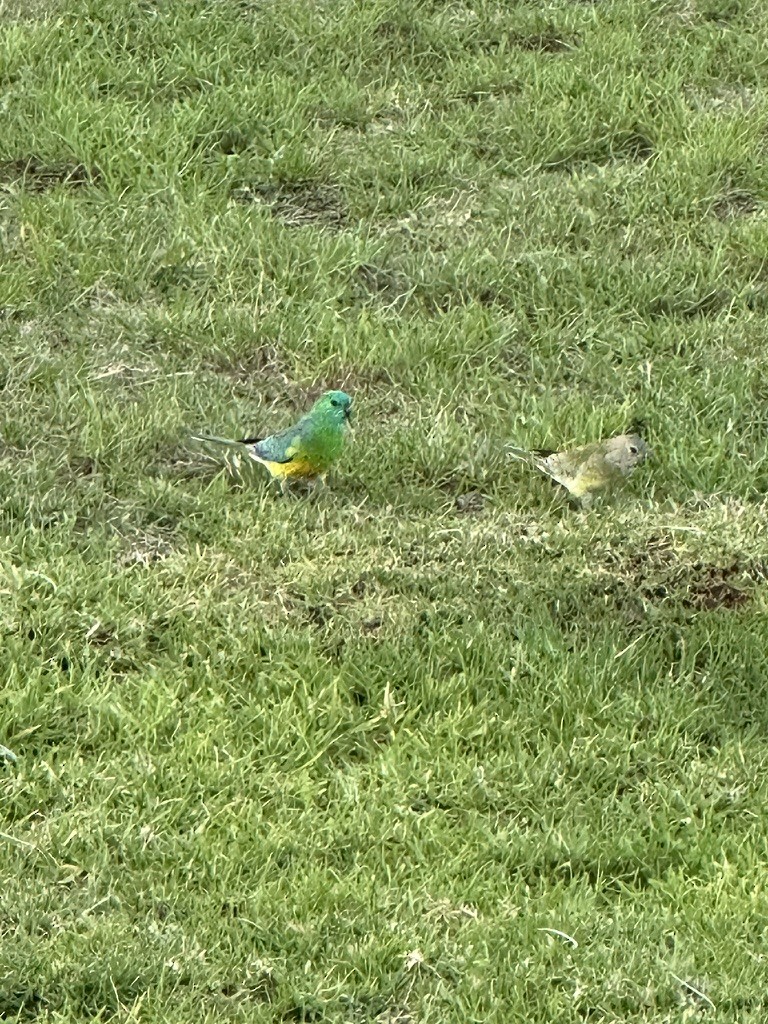 Red-rumped Parrot - ML620162626