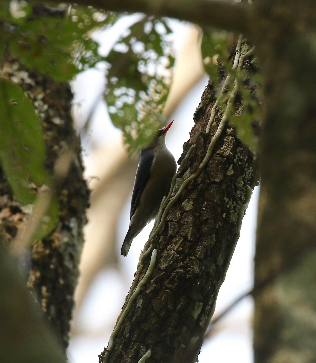 Velvet-fronted Nuthatch - ML620162643